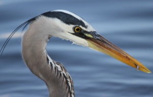 Blue Heron Images