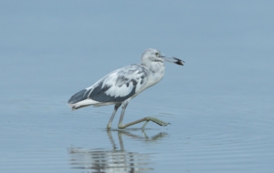 Blue Heron Wallpaper