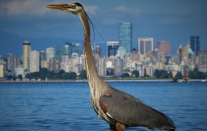 Blue Heron Wallpapers