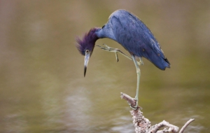 Blue Heron Wallpapers HD