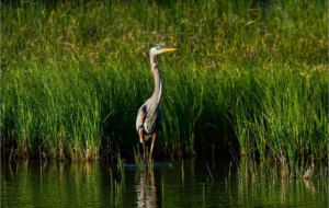 Blue Heron Widescreen