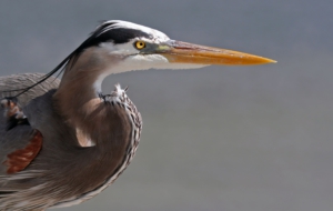 Blue Heron For Desktop
