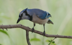 Blue Jay 4K