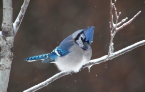 Blue Jay Background