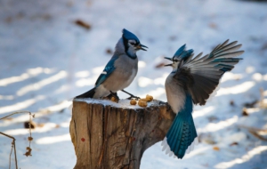 Blue Jay Computer Wallpaper