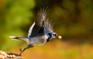 Blue Jay Desktop