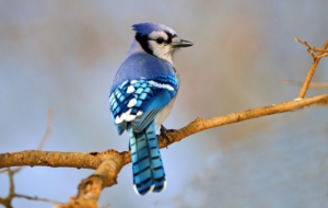 Blue Jay HD Background