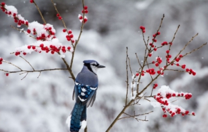 Blue Jay HD Desktop