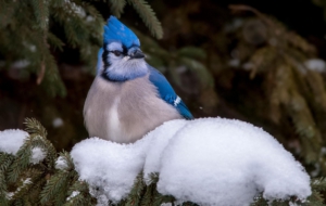 Blue Jay HD Wallpaper