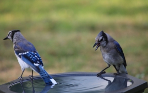 Blue Jay High Definition Wallpapers