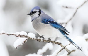 Blue Jay Images