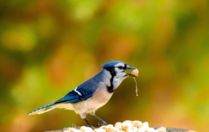 Blue Jay Pictures