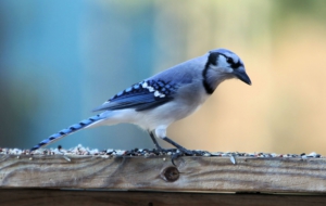 Blue Jay Wallpaper