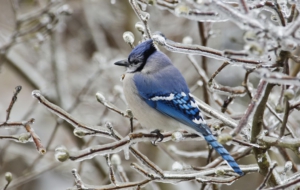 Blue Jay Wallpapers HD