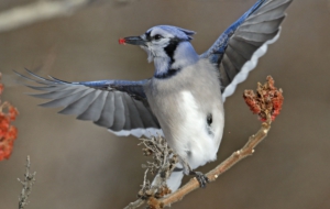 Blue Jay For Desktop