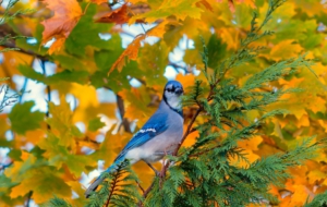 Blue Jay Full HD