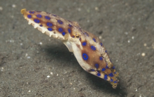 Blue Ringed Octopus Computer Wallpaper