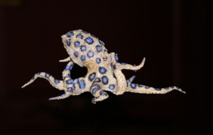 Blue Ringed Octopus Desktop