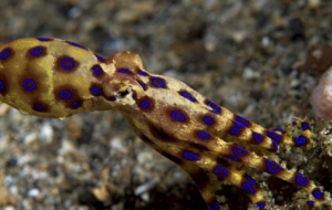 Blue Ringed Octopus HD Background