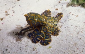 Blue Ringed Octopus HD Wallpaper