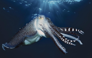 Blue Ringed Octopus High Quality Wallpapers