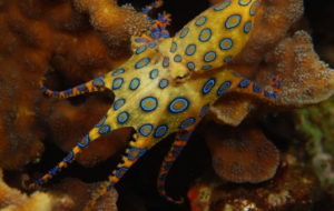 Blue Ringed Octopus Images