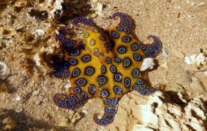 Blue Ringed Octopus Photos
