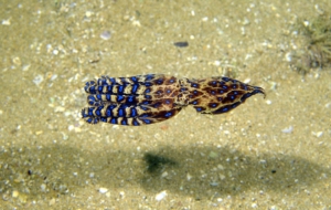 Blue Ringed Octopus Wallpaper