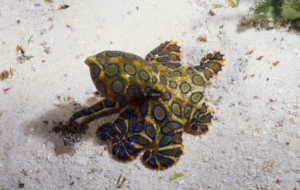 Blue Ringed Octopus Wallpapers