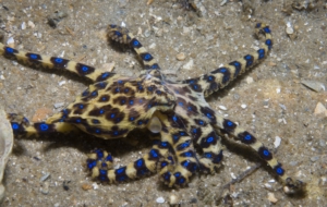 Blue Ringed Octopus Wallpapers HD
