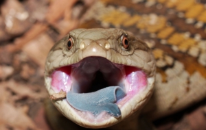 Blue Tongue Skink Images