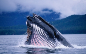 Blue Whale High Quality Wallpapers