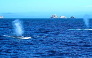 Blue Whale For Desktop