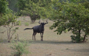 Blue Wildebeest Photos