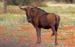Blue Wildebeest Widescreen