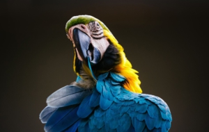 Blue And Yellow Macaw 4K