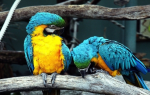 Blue And Yellow Macaw Background