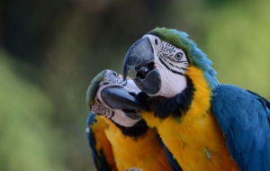Blue And Yellow Macaw Computer Wallpaper