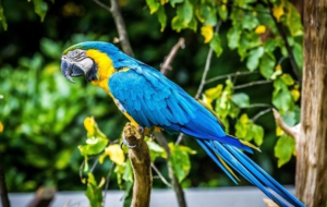 Blue And Yellow Macaw Desktop