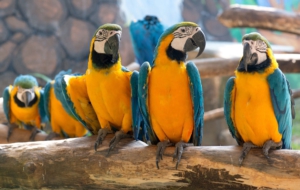 Blue And Yellow Macaw Desktop Wallpaper