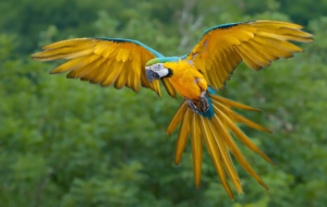 Blue And Yellow Macaw Download