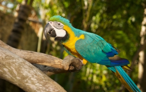 Blue And Yellow Macaw Download Free Backgrounds HD