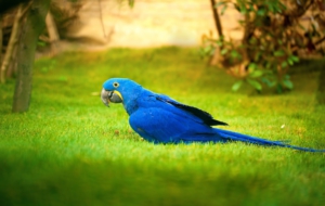 Blue And Yellow Macaw Free HD Wallpapers