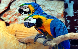 Blue And Yellow Macaw HD Wallpaper