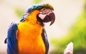 Blue And Yellow Macaw HD Pics