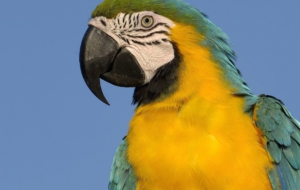 Blue And Yellow Macaw High Definition