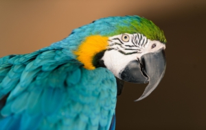 Blue And Yellow Macaw For Desktop