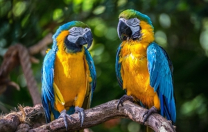 Blue And Yellow Macaw For Desktop Background