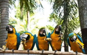 Blue And Yellow Macaw Full HD