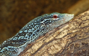 Blue Spotted Tree Monitor HD Background